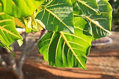 《拳皇15》公布女性水属性新角色 11月开始公测